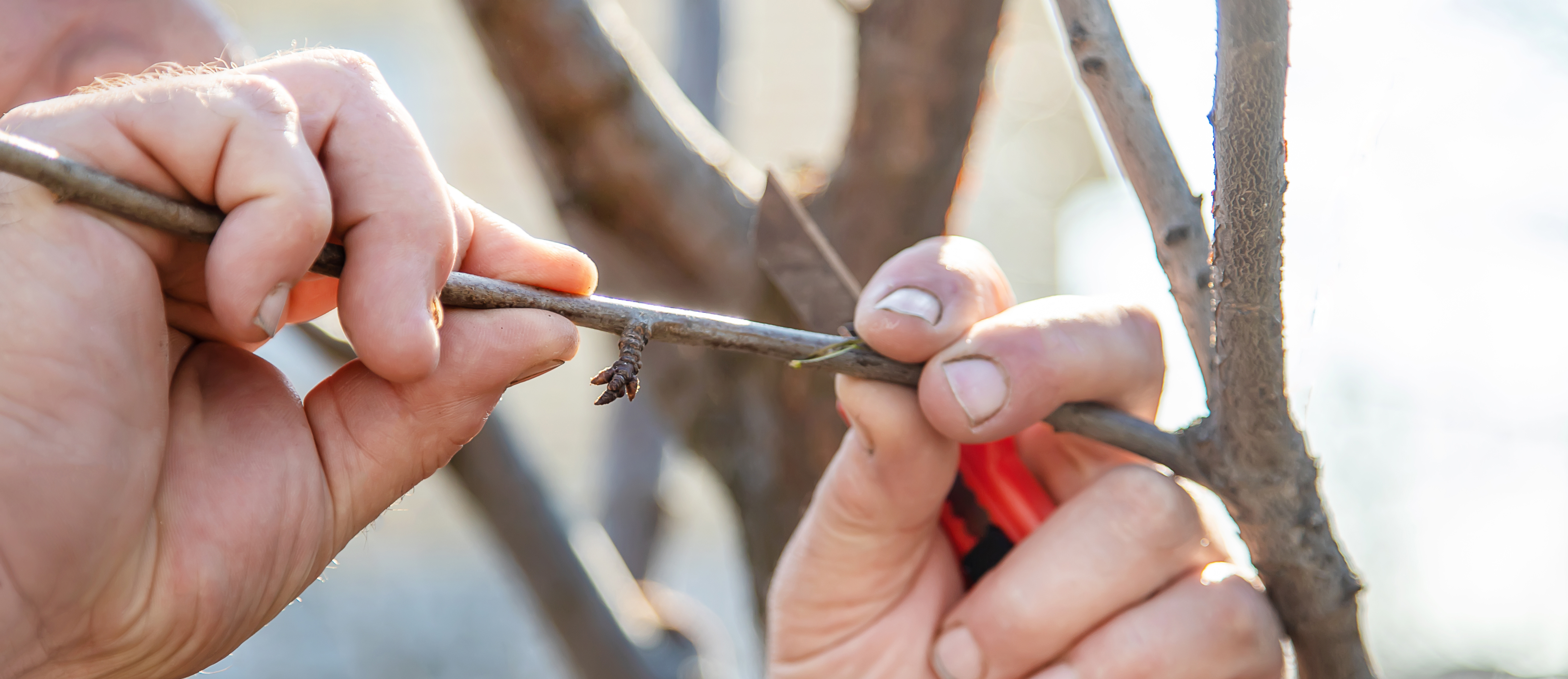 Bud grafting