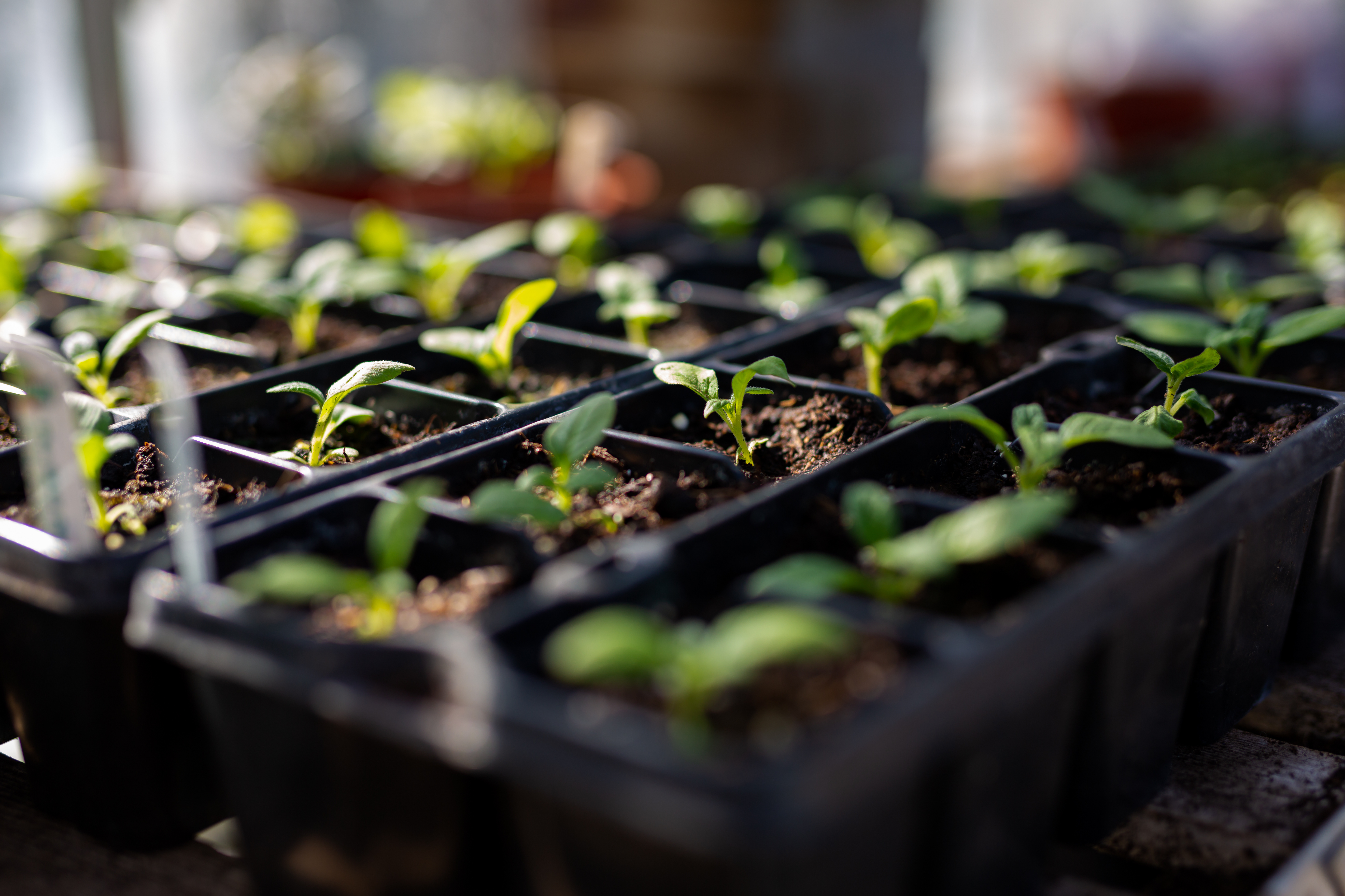 Seed tray