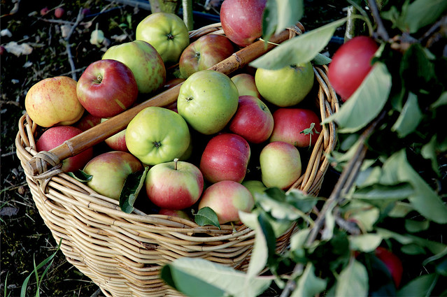 Apples in basket