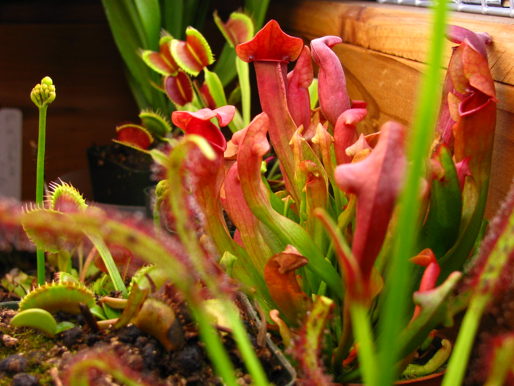 Various carnivorous plants