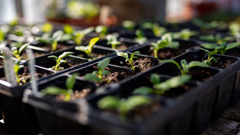 Seed tray