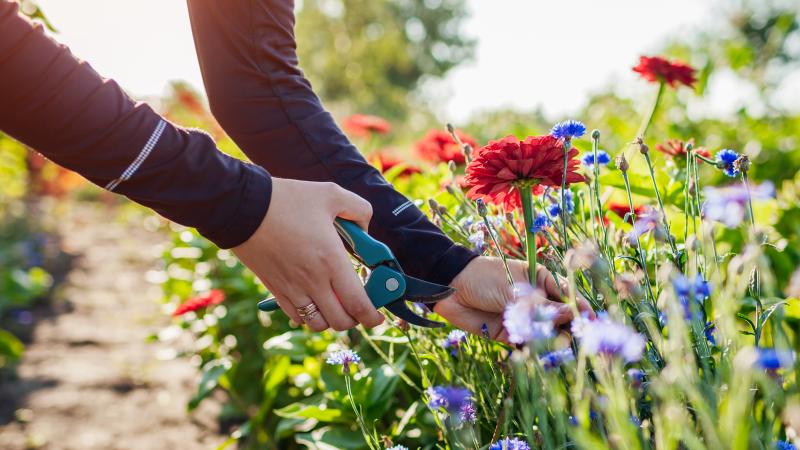 Woman cutting flowers