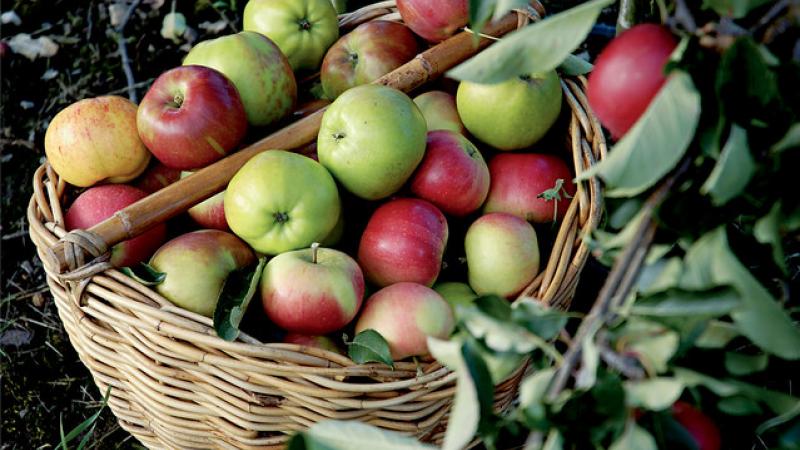 Apples in basket