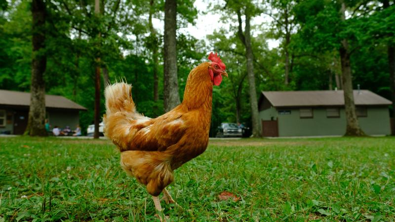 chicken